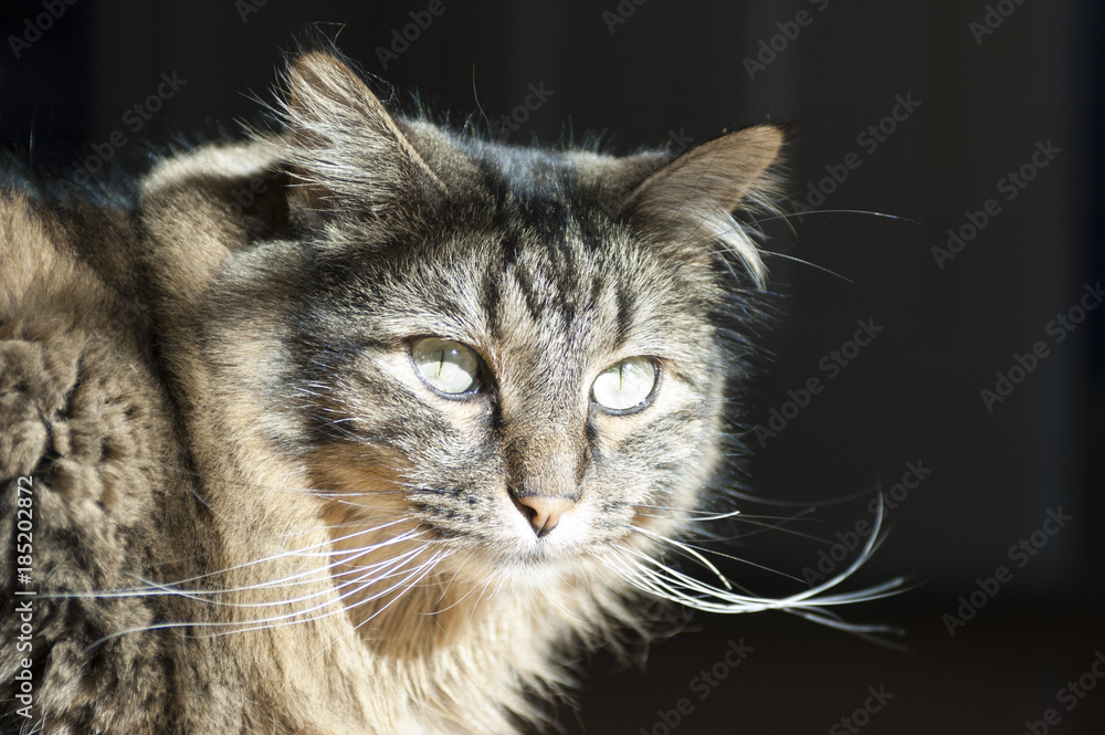 Obraz premium Cat in Sun