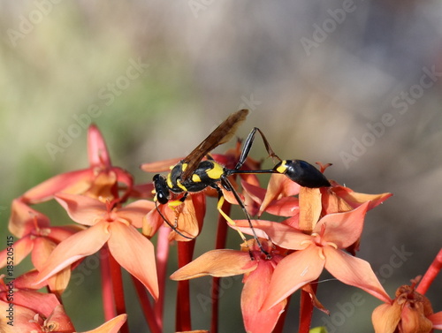 Black and yellow mud dauber wasp Sceliphron fistularum sitting in a red flower photo