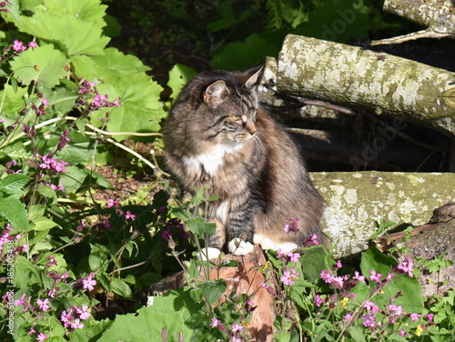 Norwegian forest cat sitting on a log in a flower meadow