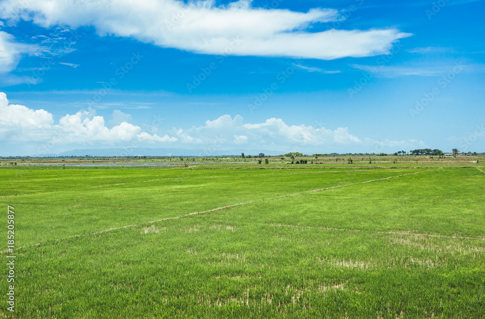 trees on the field of grass and sunset. Idyllic View of Green Rice Field with Palm Trees and Blue Sky trees on the field of grass and sunset. Idyllic View of Green Rice Field with Palm Trees and Blue Sky