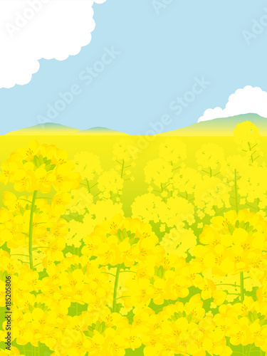 菜の花畑　背景イラスト