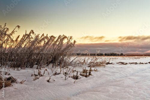 Frozen Willowherbs By The Fields photo