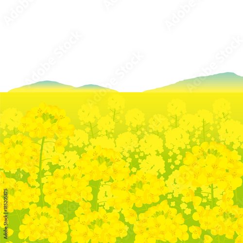 菜の花畑　背景イラスト