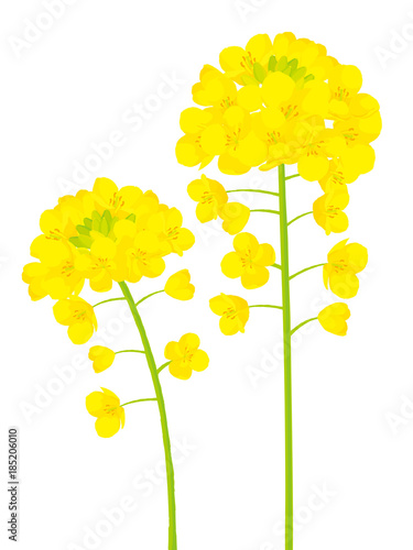 菜の花　カットイラスト