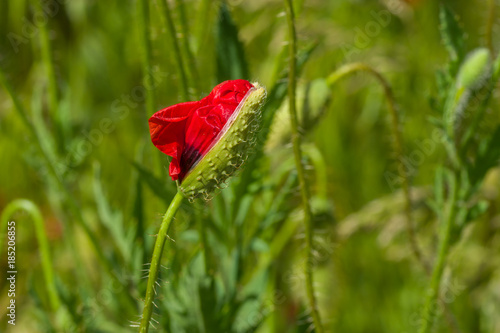 Lonely red poppy bud is going to come out from the bud