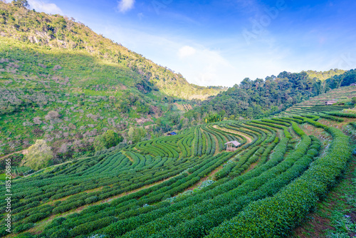 Landscape of Tea plantation 2000 at Doi Ang Khang