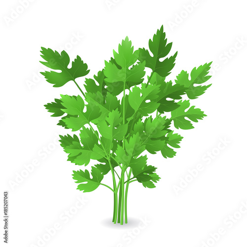 Realistic Detailed 3d Green Raw Parsley. Vector