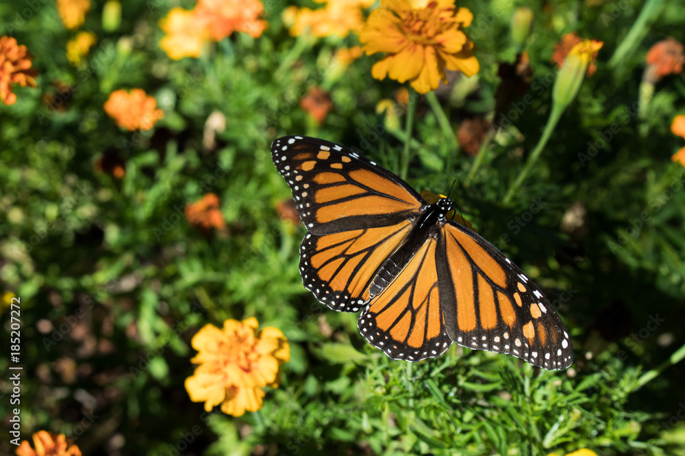 Fototapeta premium Beautiful monarch butterfly lands on flowers in my garden.