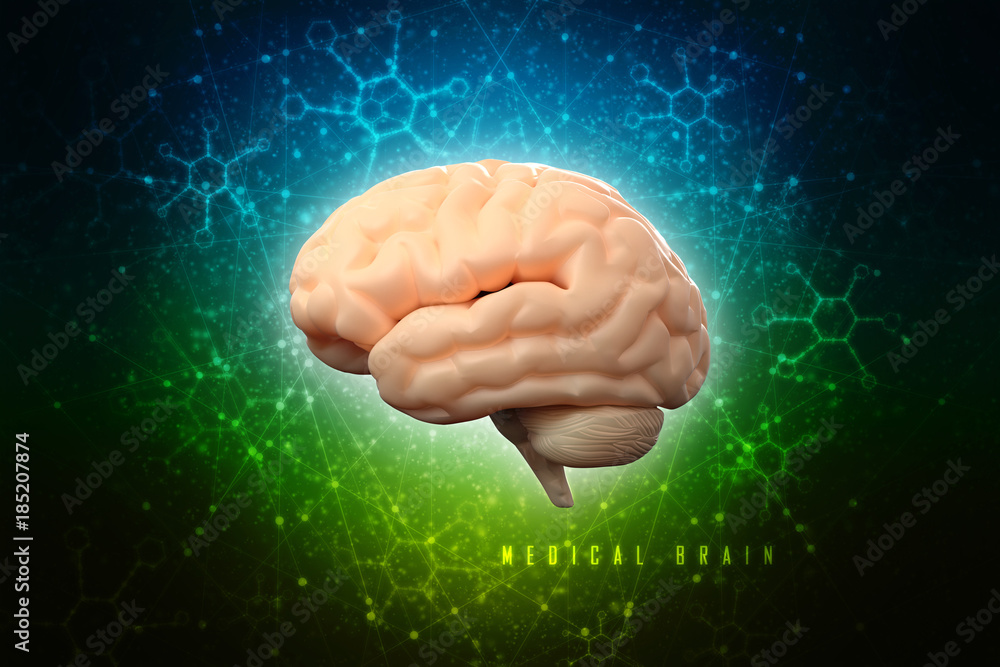 Human brain 3d illustration Human brain 3d illustration