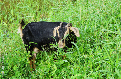 black Goat eat grass in the oil palm plantations