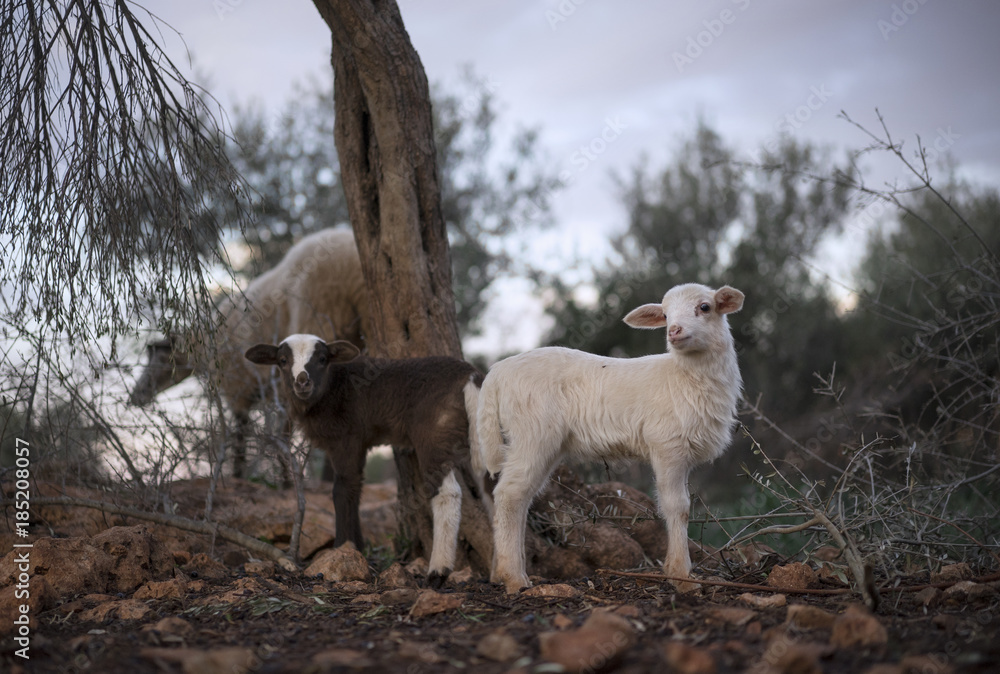 Flock of Mediterranean Sheep with Snowy Lambs in Olive Grove in Winter Flock of Mediterranean Sheep with Snowy Lambs in Olive Grove in Winter