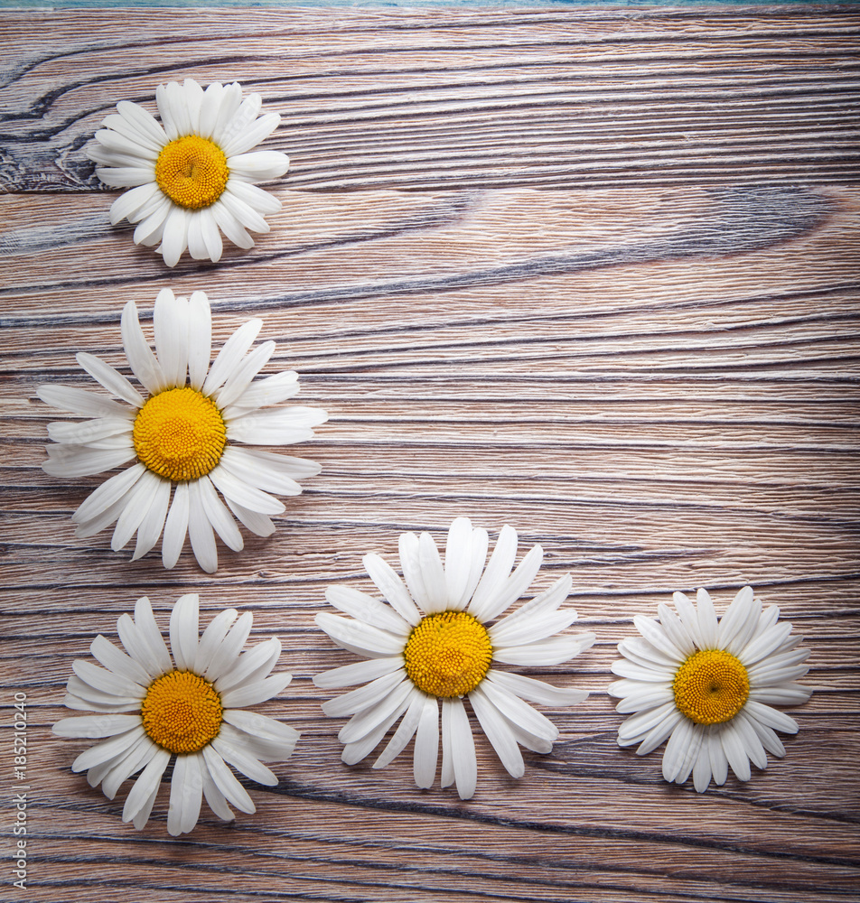 Obraz premium Background of daisies on an old wood board