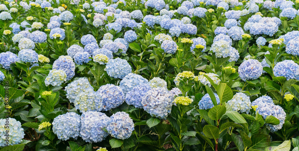Close-up of hydrangeas with hundreds of flowers blooming all the hills in the beautiful winter morning to see.