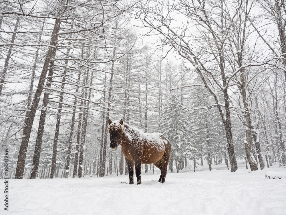 Naklejka premium 冬の道産子