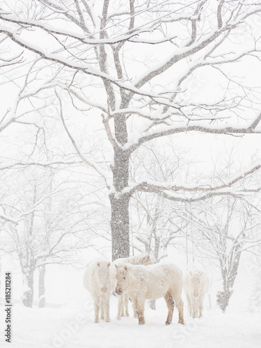 冬の道産子 © makieni