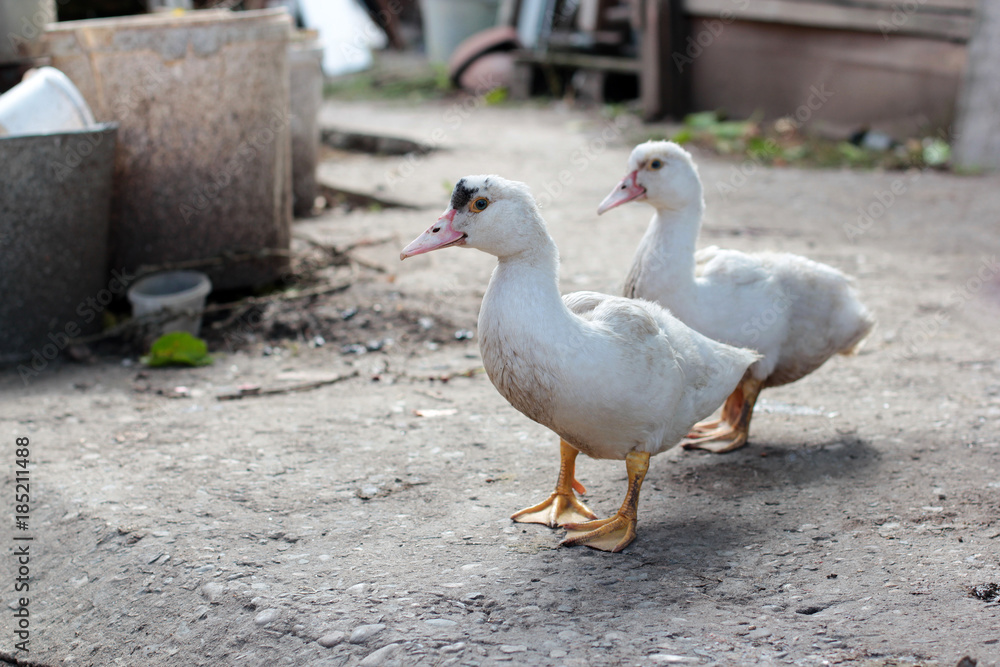 Gooses walk the earth /domestic cattle in Russia / poultry from the village Gooses walk the earth /domestic cattle in Russia / poultry from the village