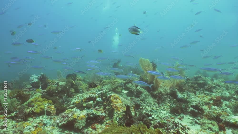 Fish and coral reef. Dive, underwater world, corals and tropical fish. Bali,Indonesia. Diving and snorkeling in the tropical sea. Wonderful and beautiful underwater world with corals and tropical fish Fish and coral reef. Dive, underwater world, corals and tropical fish. Bali,Indonesia. Diving and snorkeling in the tropical sea. Wonderful and beautiful underwater world with corals and tropical fish