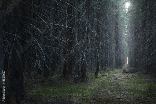 path in the moody dark coniferous forest
