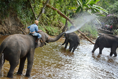 Unidentified people bathe elephants in Mae Sa Noi river at Mae Sa elephant camp in Chiang Mai, Thailand.