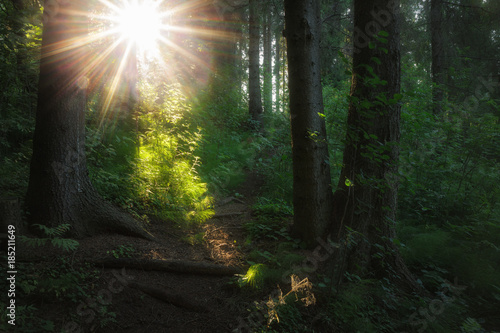 path in the forest illuminated by sunlight © smolskyevgeny