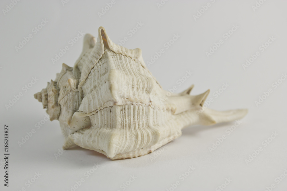 Hard Shelled Sea Shell Front View Hard Shelled Sea Shell Front View
