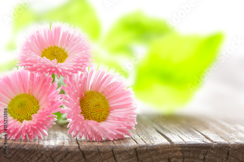 daisy flowers wood background copy space