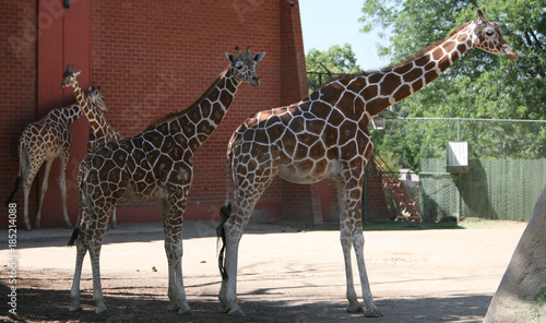 Sticker Giraffe