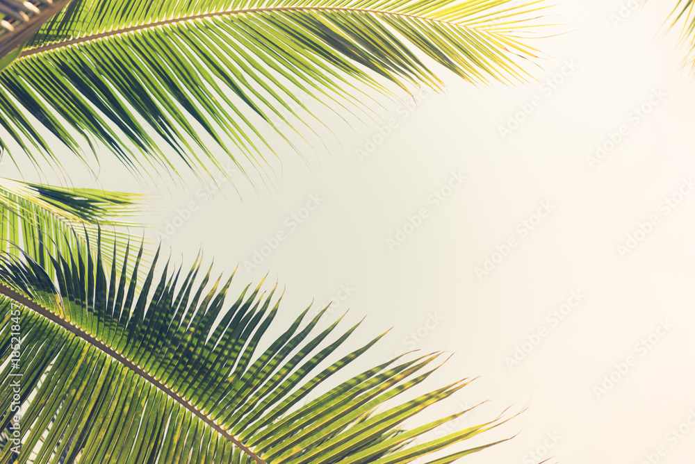 Naklejka premium Natural green coconut palm tree leaves at the beach in summer