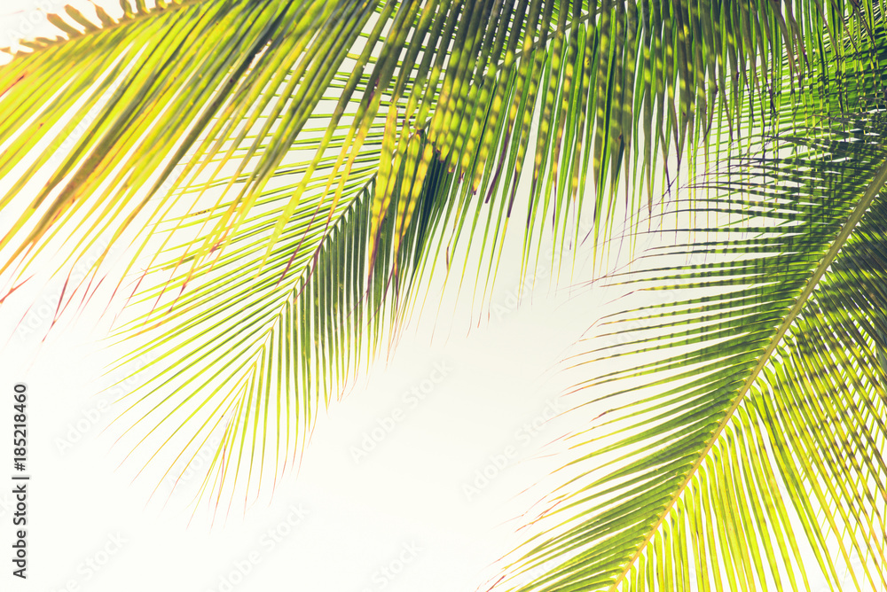 Natural green coconut palm tree leaves at the beach in summer Natural green coconut palm tree leaves at the beach in summer