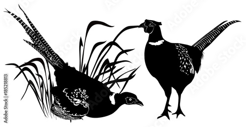 pheasant. pheasant illustration isolated on white background