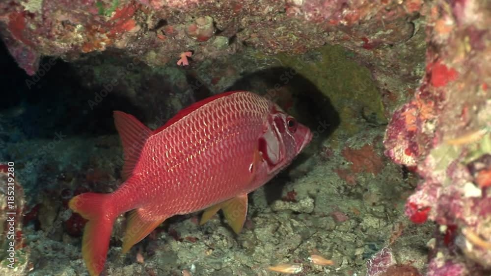 Bright red fish in corals underwater sea. Relax video about marine nature of beautiful lagoon. Bright red fish in corals underwater sea. Relax video about marine nature of beautiful lagoon.
