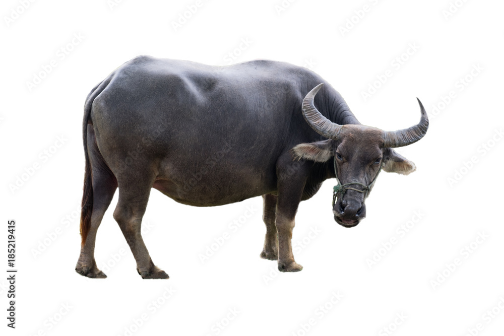 Big black buffalo animal agiculture in countryside Big black buffalo animal agiculture in countryside