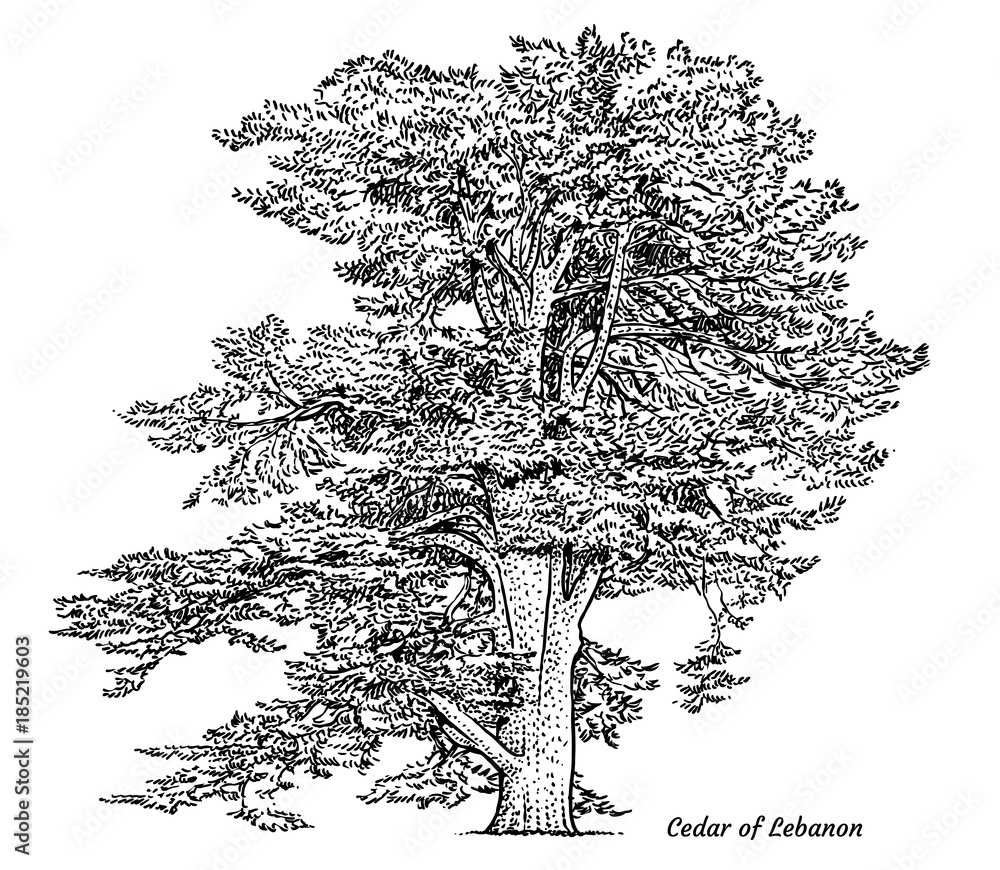 Cedar of Lebanon tree illustration, drawing, engraving, ink, line art