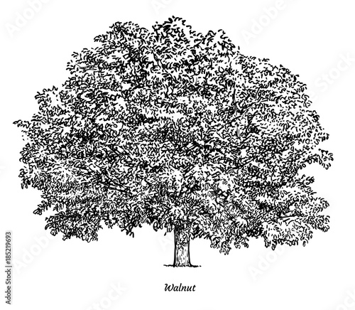 Walnut tree illustration, drawing, engraving, ink, line art, vector