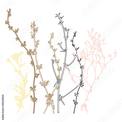 Meadow grasses, herbs and flowers vector botanical illustration.