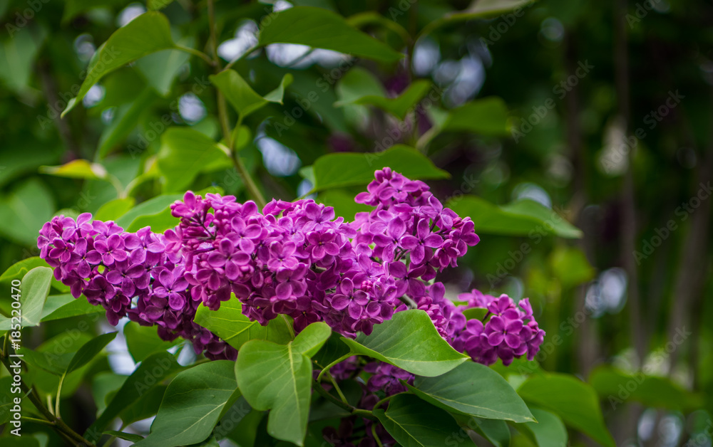 Lilac Lilac