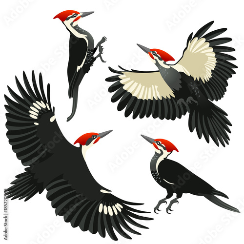 Four poses of American pileated woodpecker / American pileated woodpeckers are sitting and flying on white background
 photo