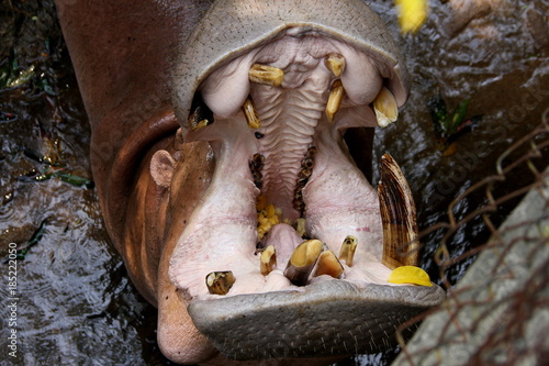 Big mouth / Hippopotamus is opening his  mouth