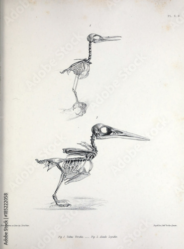 The skeleton of a bird, illustration.