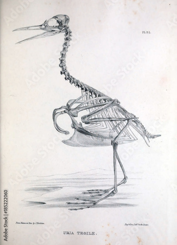 The skeleton of a bird, illustration. © ruskpp