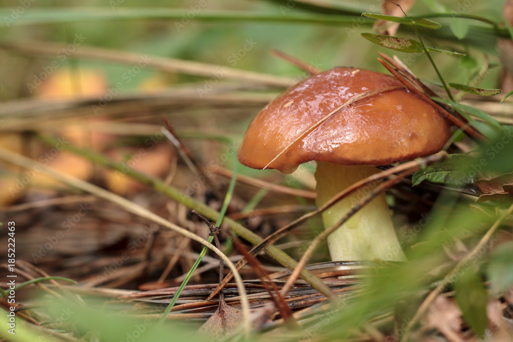 Edible Mushroom Slippery Jack (Lat. Boletus luteus) Edible Mushroom Slippery Jack (Lat. Boletus luteus)
