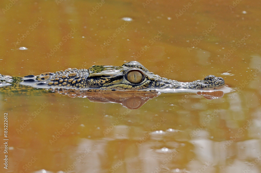 Fototapeta premium crocodile