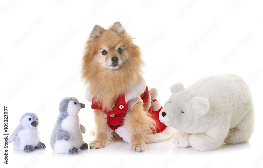 pomeranian spitz and christmas pomeranian spitz and christmas