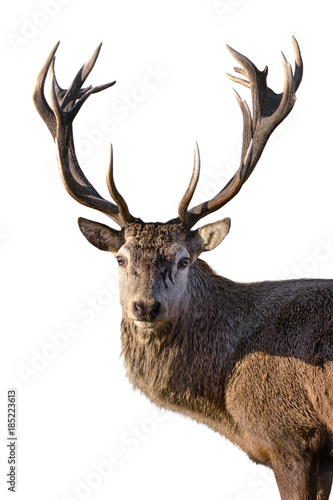 Mature Red Deer Stag isolated on white. © gallinago_media