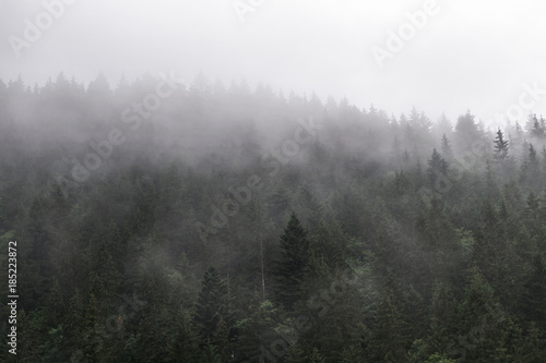 Forest in the mist © Jaroslav