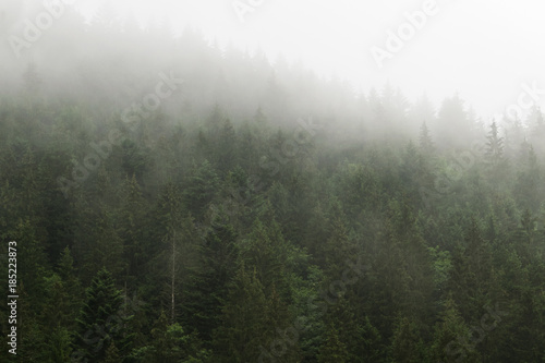 Forest in the mist photo