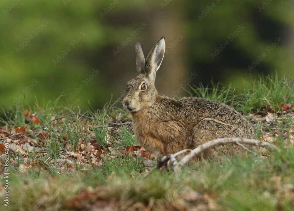 Fototapeta premium Lièvre curieux!
