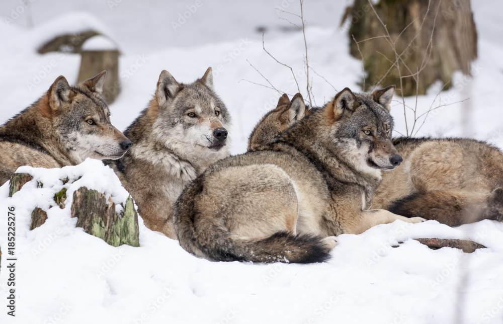 Obraz premium Wölfe