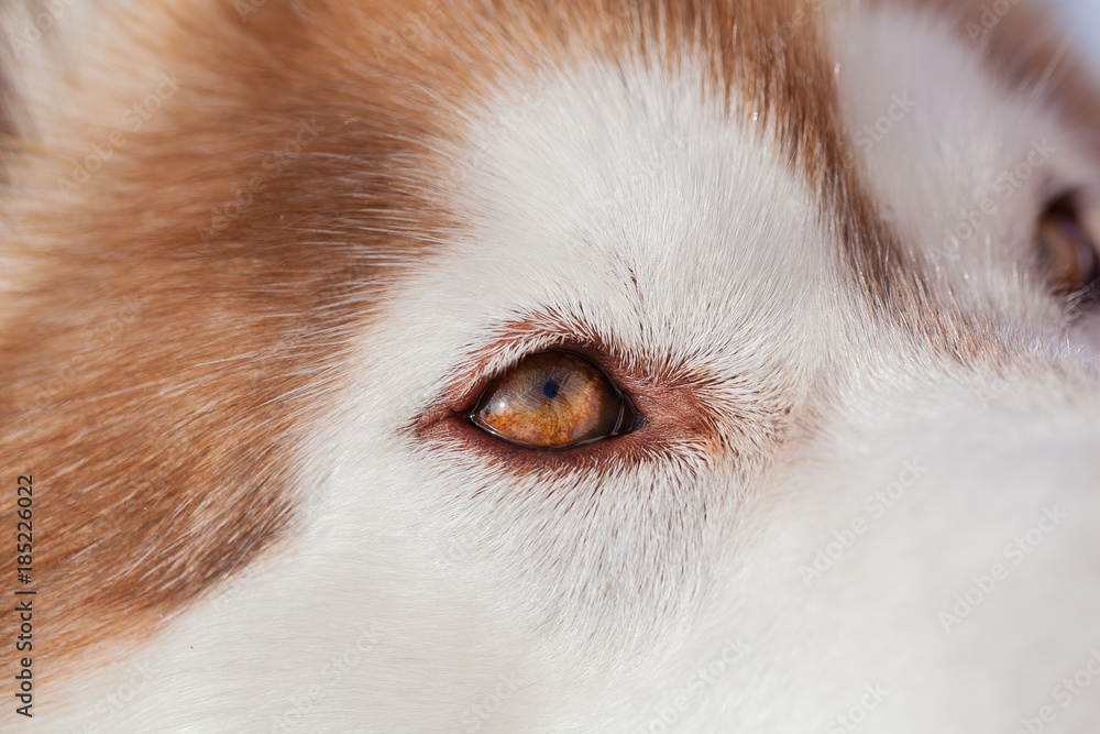 Brown Husky nose and eyes