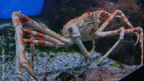 Giant japanese spider crab slowly moving. Macrocheira kaempferi